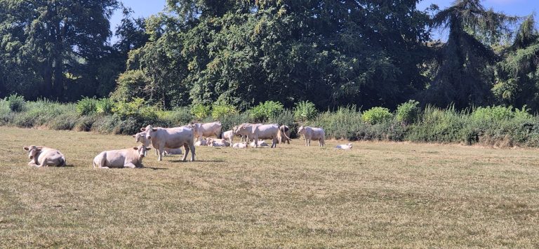 Field of bulls
